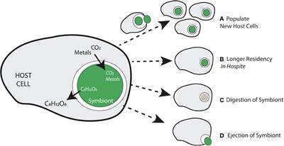 Sustained beneficial infections: priority effects, competition, and specialization drive patterns of association in intracellular mutualisms